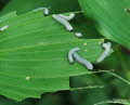 Vielbltige Weiwurz Polygonatum multiflorum