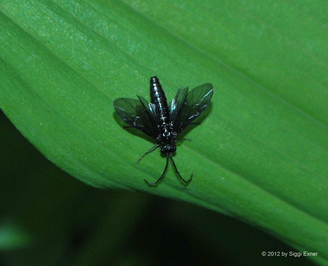 Salomonssiegel-Blattwespe Phymatocera aterrima 