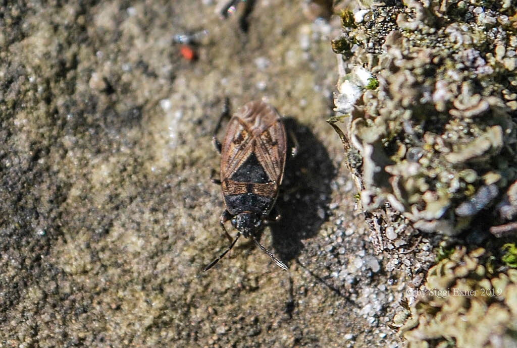 Trapezonotus arenarius Sand-Bodenwanze