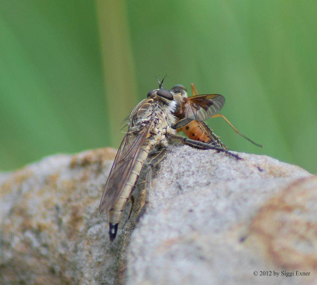 Sand-Raubfliege Philonicus albiceps