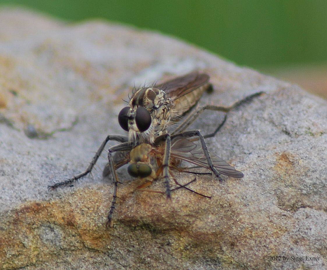 Sand-Raubfliege Philonicus albiceps