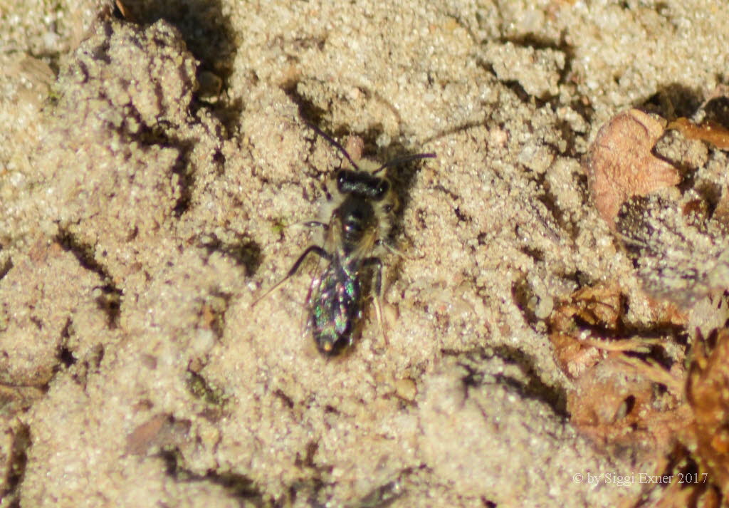 Adrena sp Sandbiene