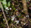 Andrena sp Sandbiene 