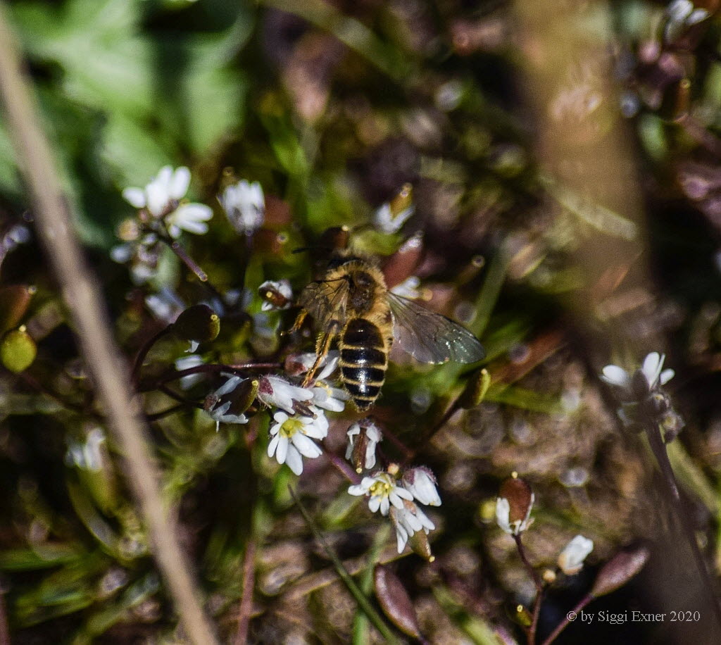 Andrena sp Sandbiene 