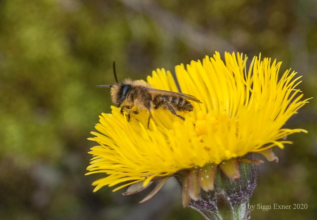 Andrena flavipes Gemeine Sandbiene