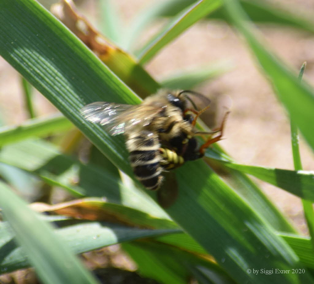 Andrena flavipes Gemeine Sandbiene