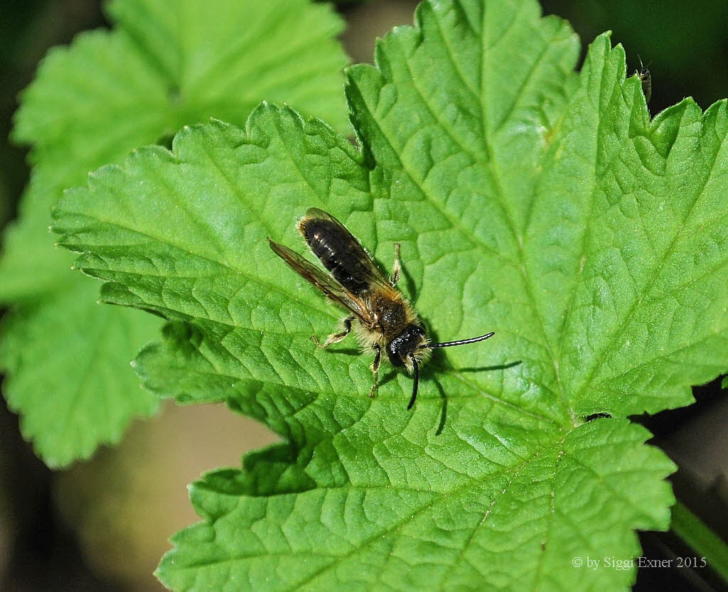 Andrena helvola Schlehen-Lockensandbiene