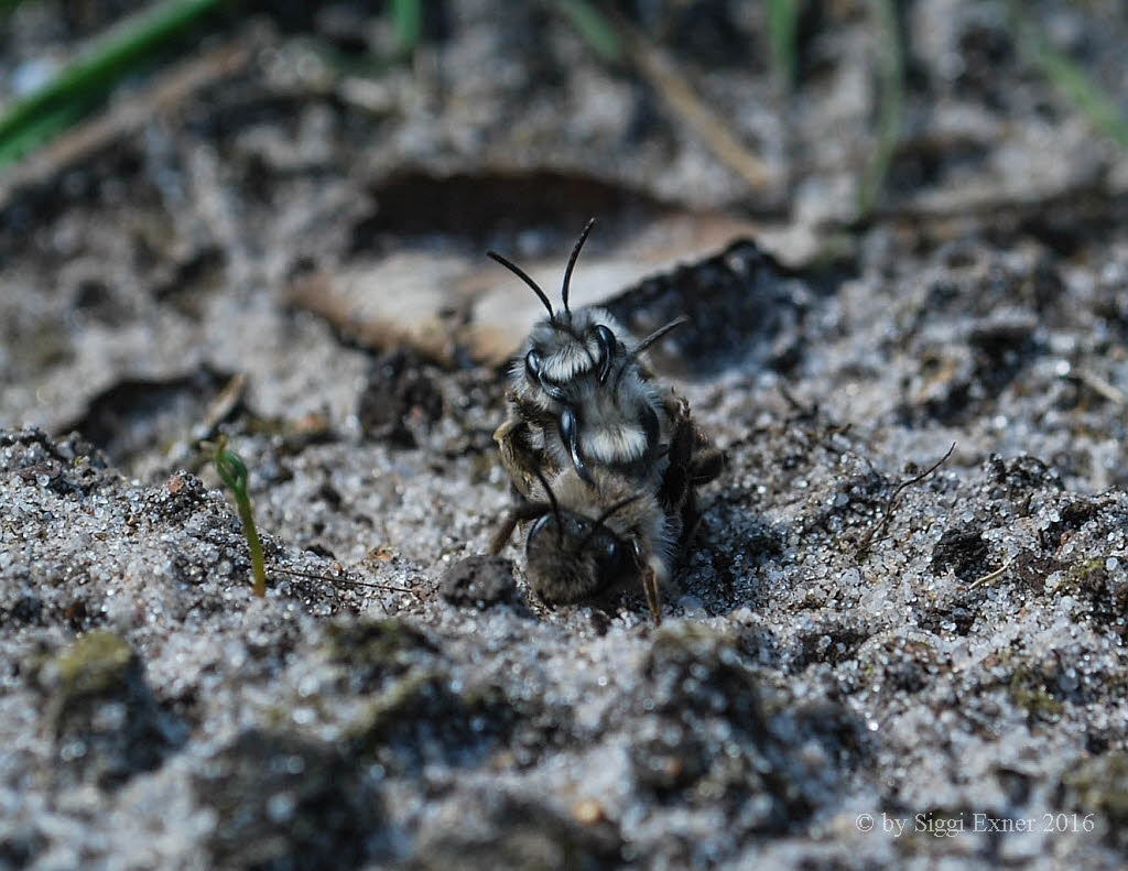 Andrena vaga Weiden-Sandbiene 