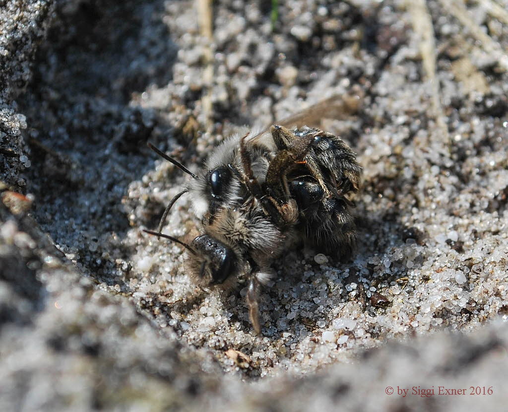 Andrena vaga Weiden-Sandbiene