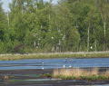 Sandregenpfeifer Charadrius dubius