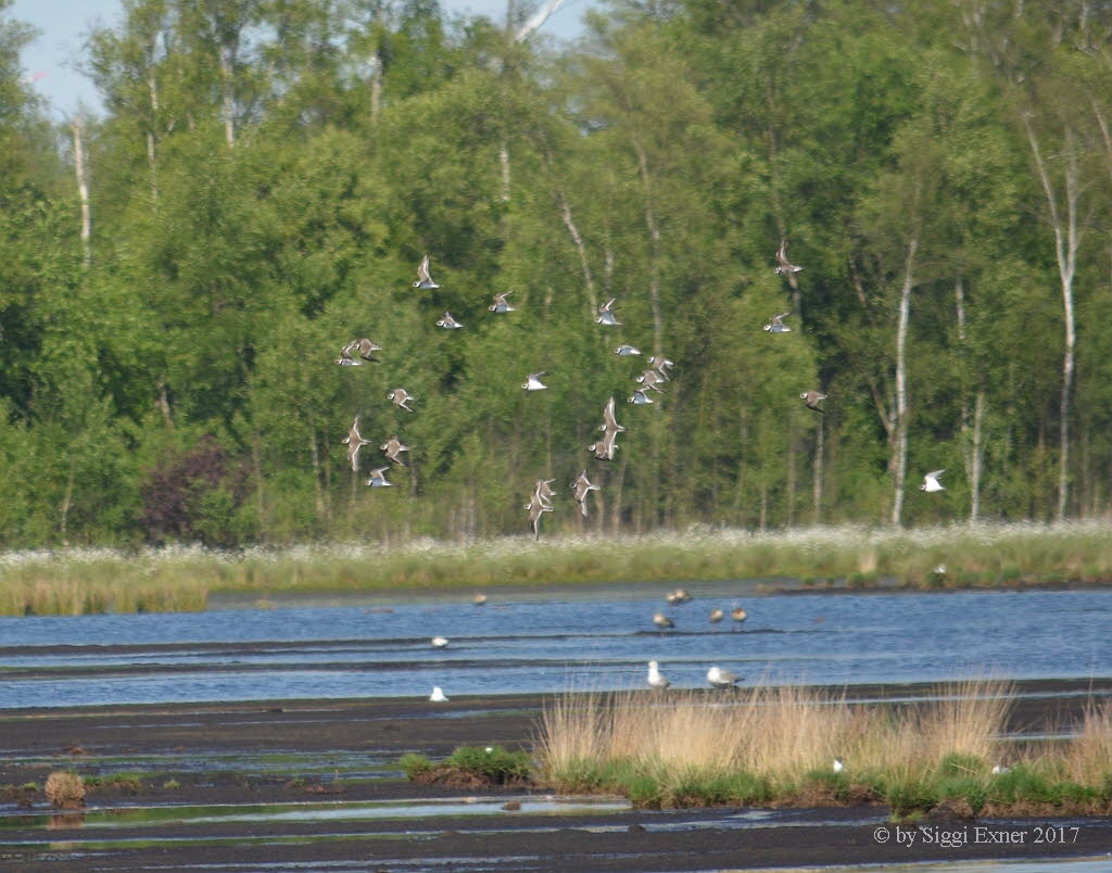 Sandregenpfeifer Charadrius dubius