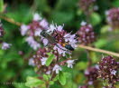 Sandwespe Ammophila Sp.