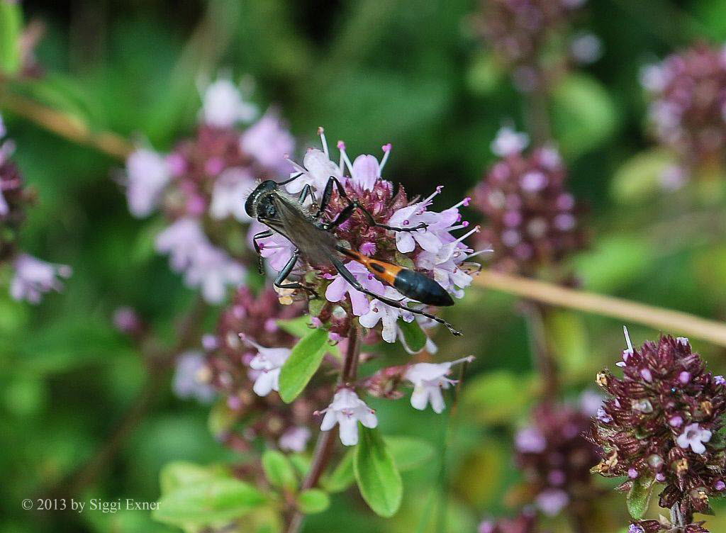 Sandwespe Ammophila Sp.