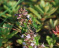 Dreiphasen-Sandwespe Ammophila pubescens