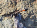 Gemeine Sandwespe Ammophila cf sabulosa