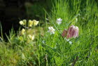 Schachblume Fritillria melegris