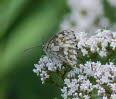 Schachbrett Melanargia galathea