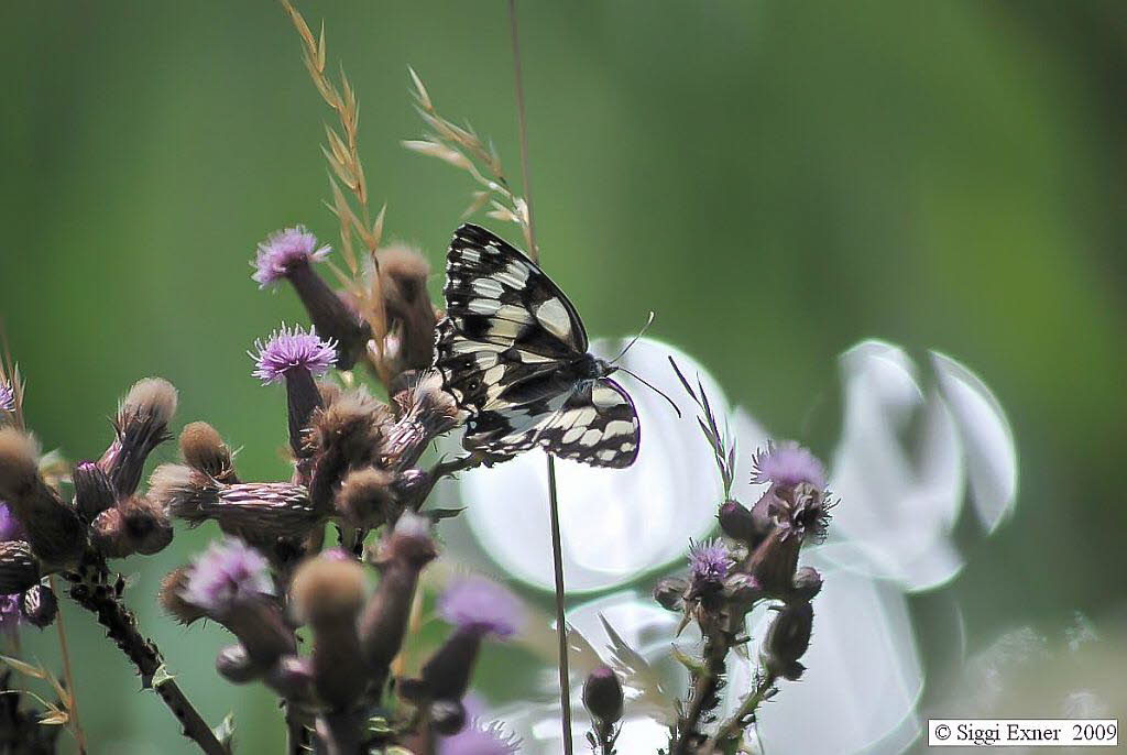 Schachbrett Melanargia galathea