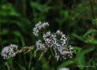 Schachbrett Melanargia galathea