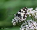 Schachbrett Melanargia galathea