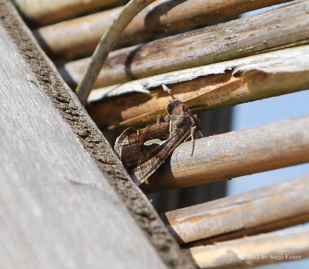 Schafgarben-Silbereule Macdunnoughia confusa