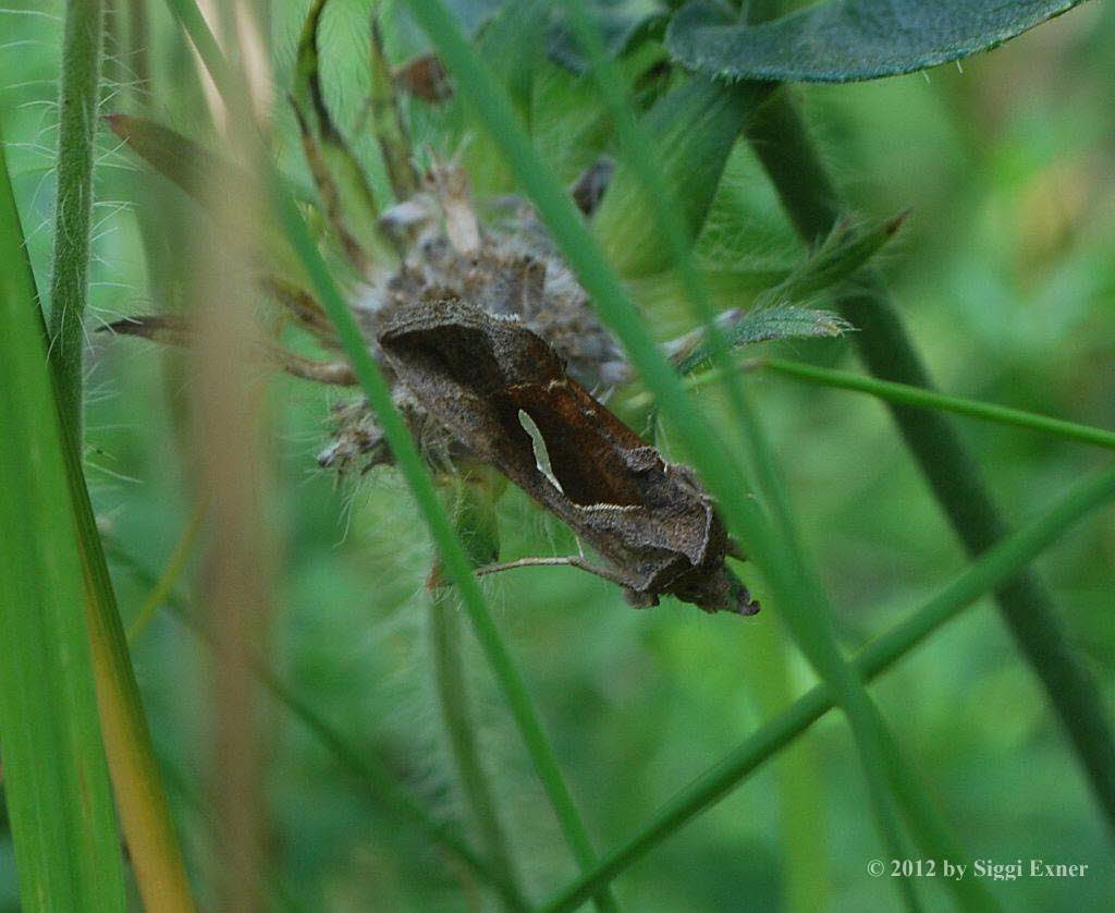 Schafgarben-Silbereule Macdunnoughia confusa