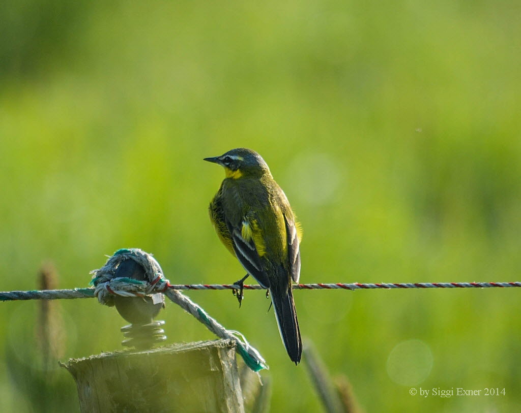 Schafstelze Motacilla flava