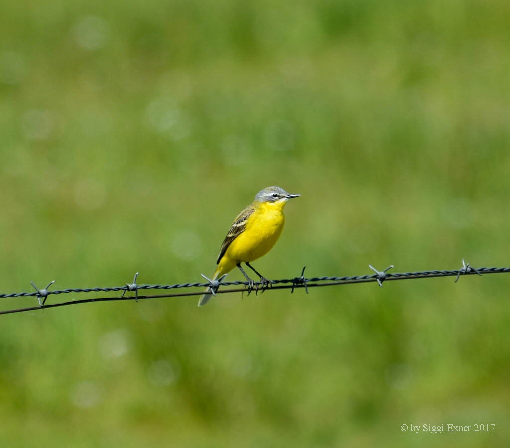 Schafstelze Motacilla flava