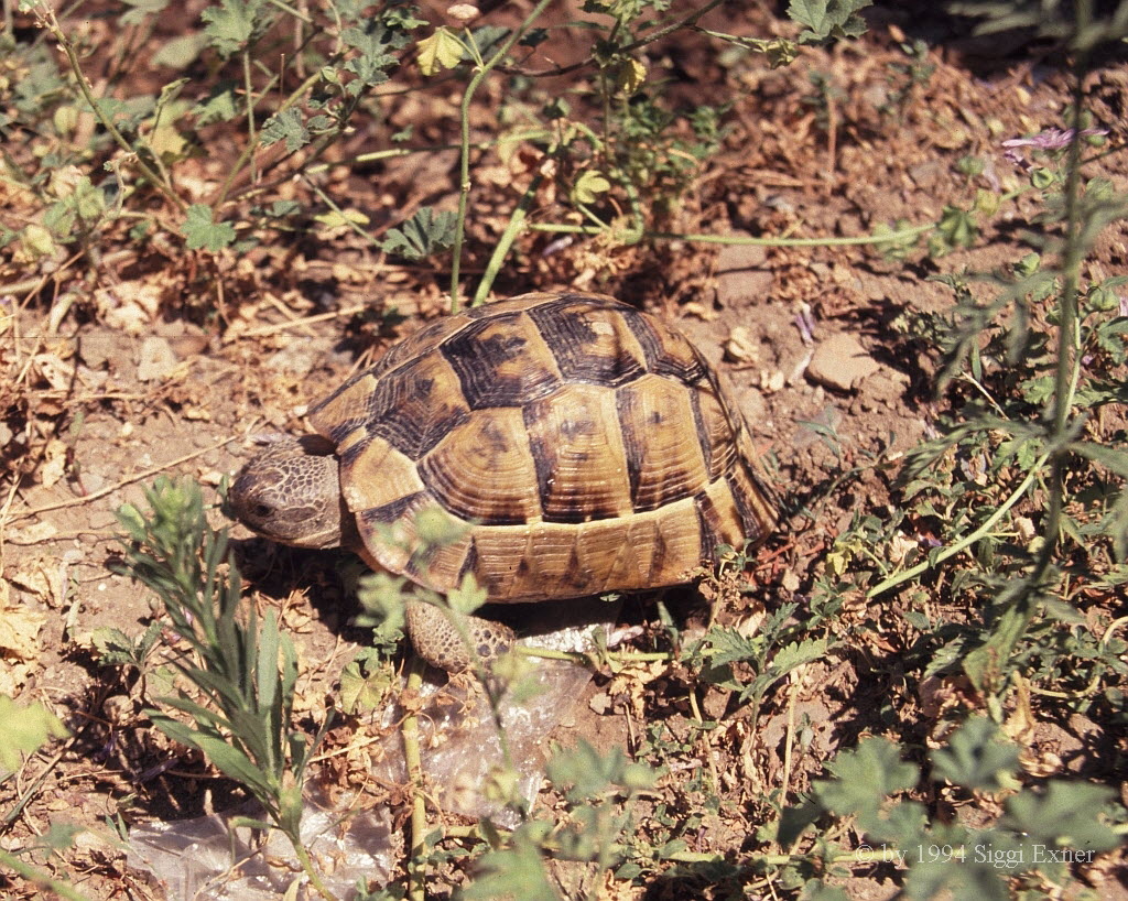 Maurische Landschildkrte Testudo graeca