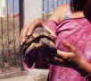 Griechische Landschildkrte Testudo hermanni