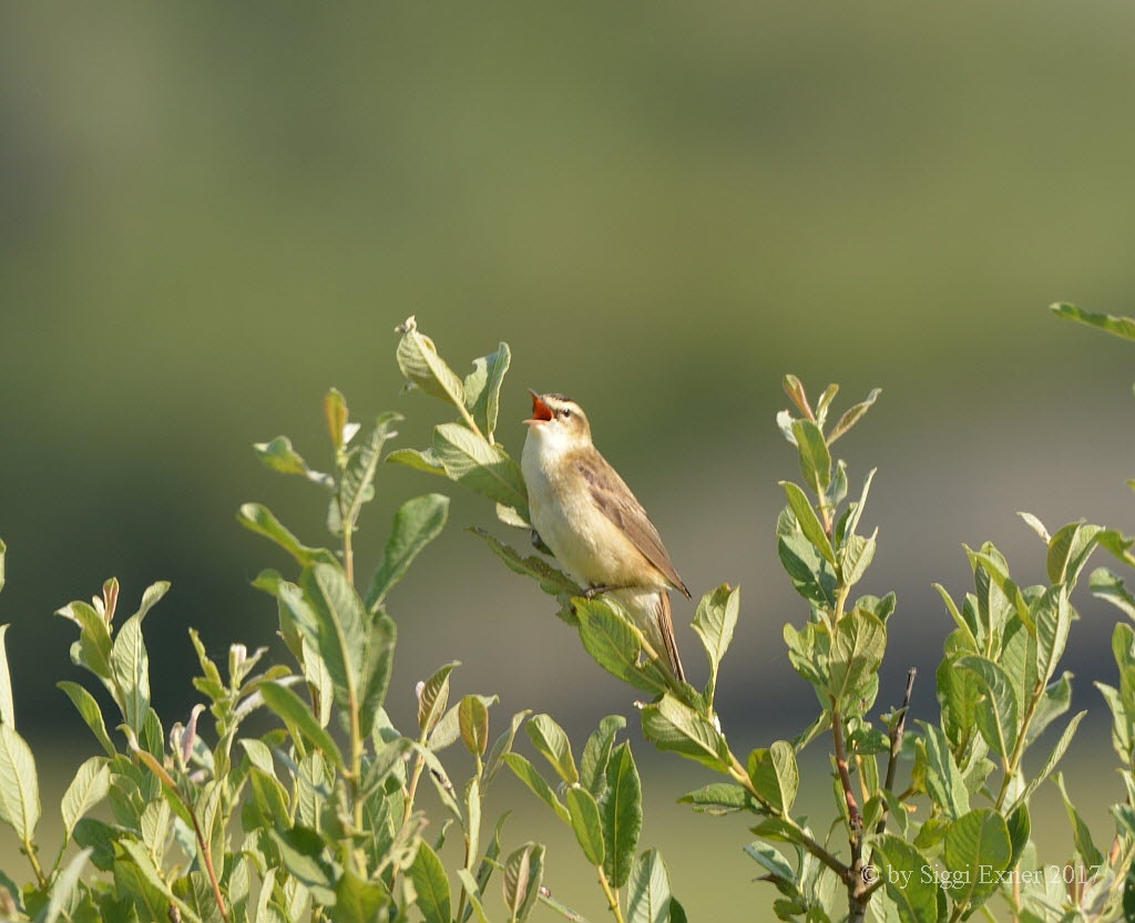 Schilfrohrsnger Acrocephalus schoenobaenus