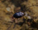 Schlammschwimmer Hygrobia hermanni