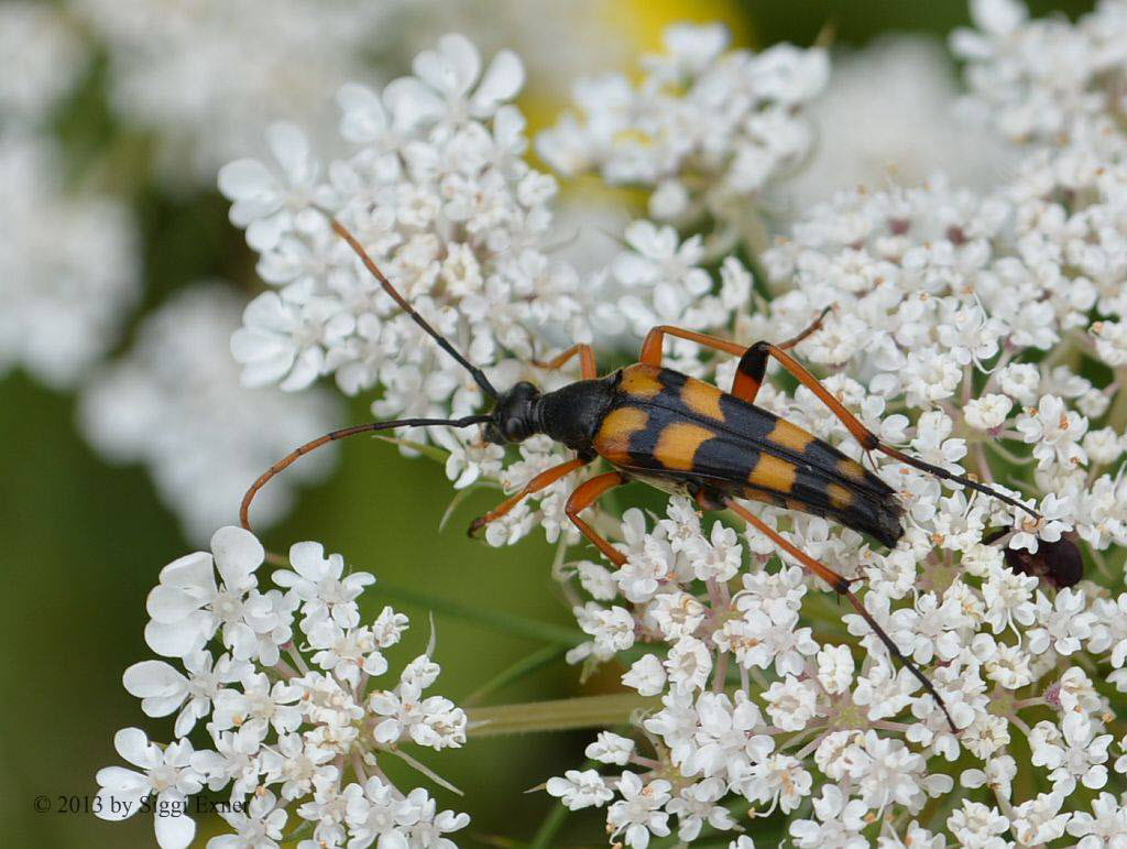 Schlanker Schmalbock Strangalia attenuata