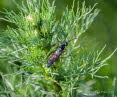 Ctenichneumon panzeri