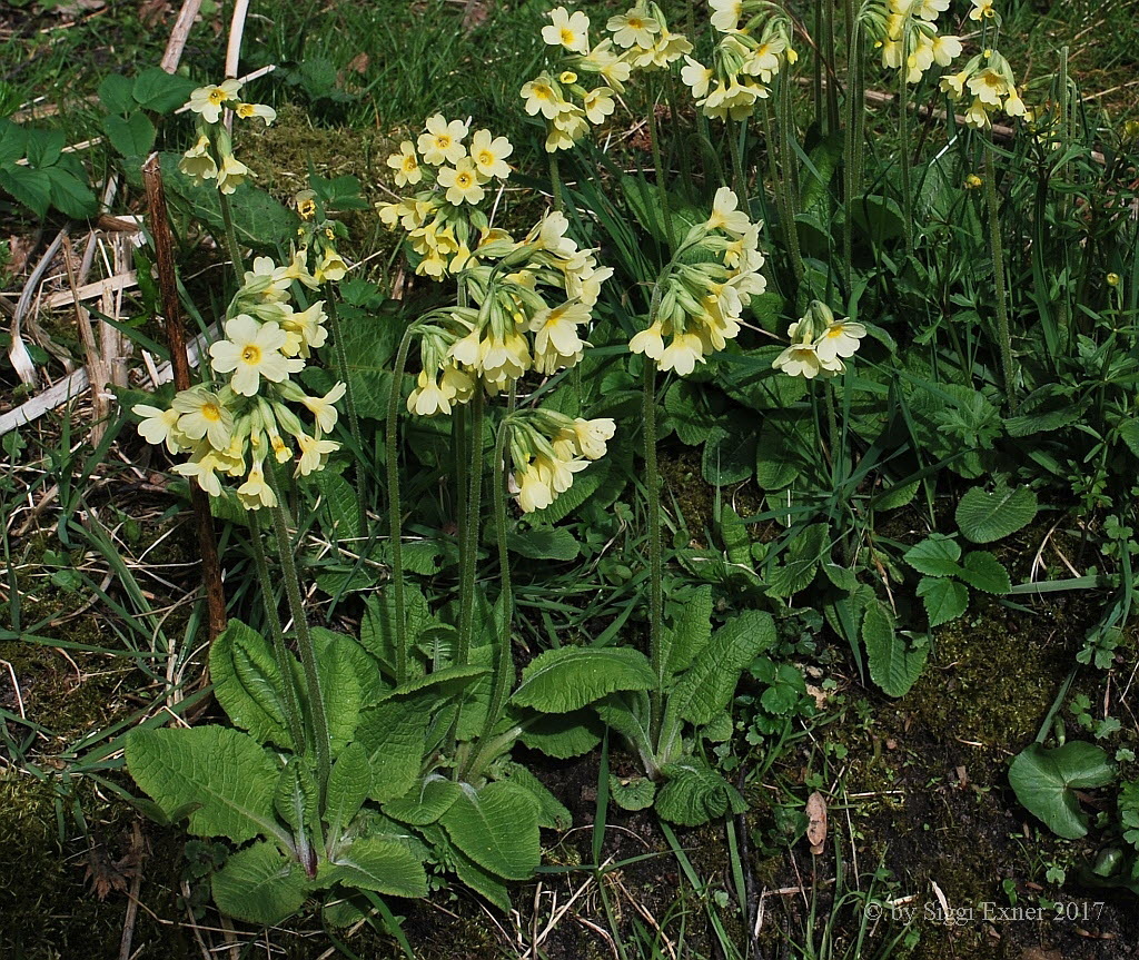 Schlsselblume, Hohe- Prmula eltior