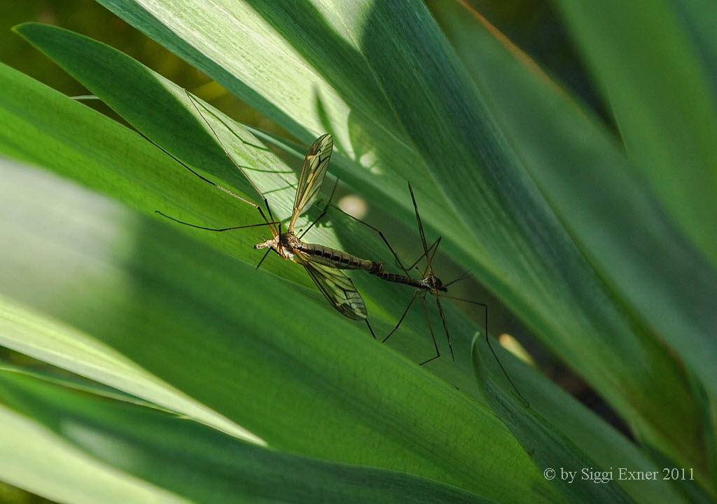 Tipula vittata Gefleckte Schnake