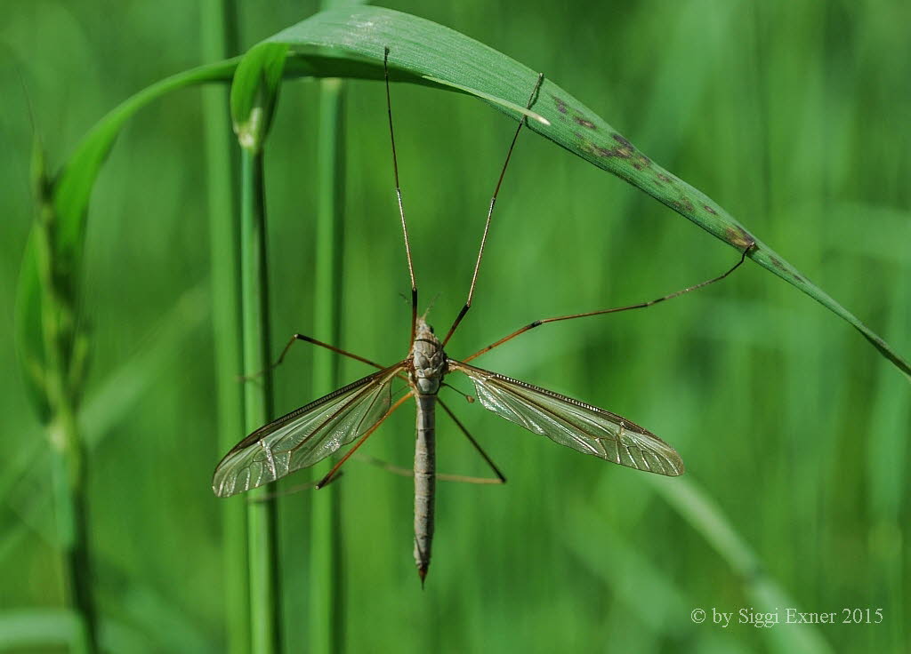 Tipula oleracea Kohlschnake