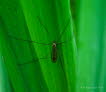 Nephrotoma flavescens