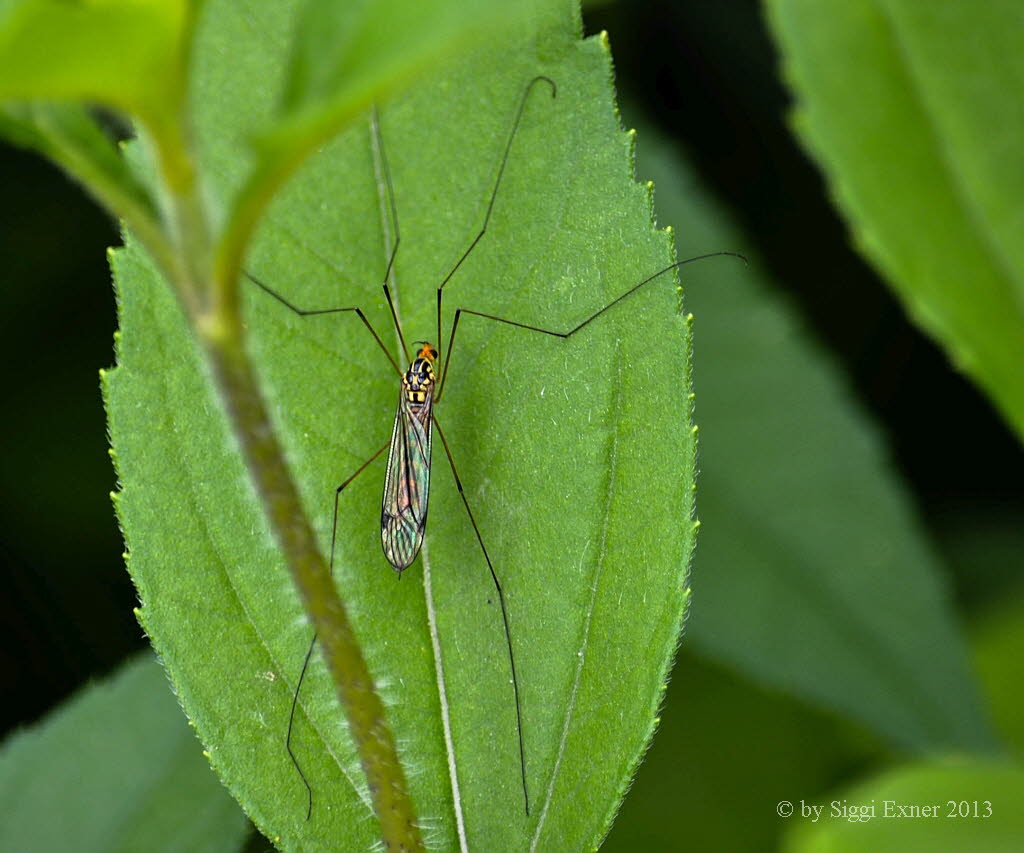 Nephrotoma flavipalis