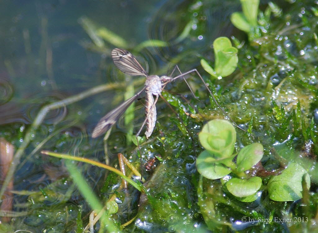 Tipula lateralis