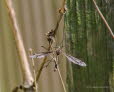 Tipula lateralis