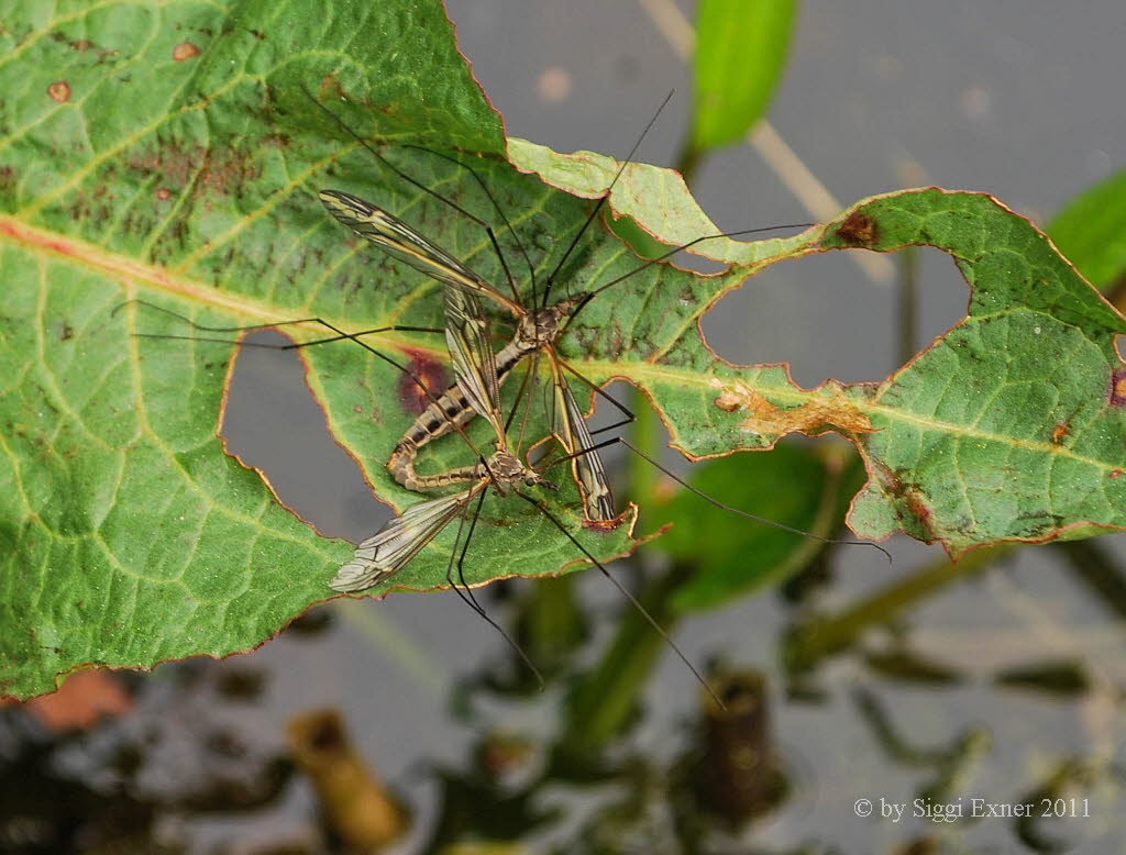 Tipula lateralis