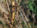 Tipula paludosa Wiesenschnake