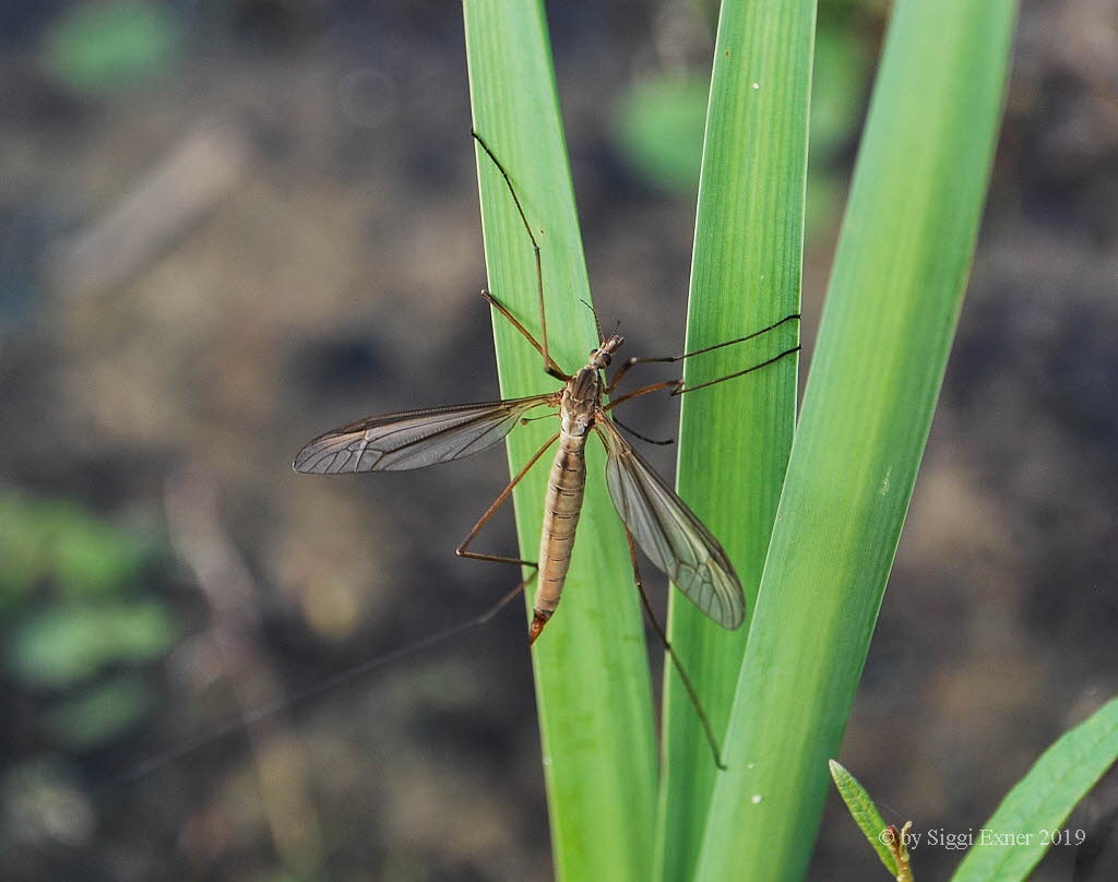 Tipula paludosa Wiesenschnake