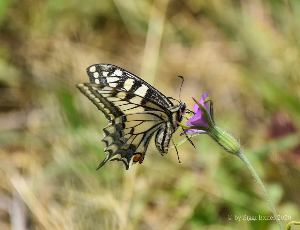 Schwalbenschwanz Papilio machaon