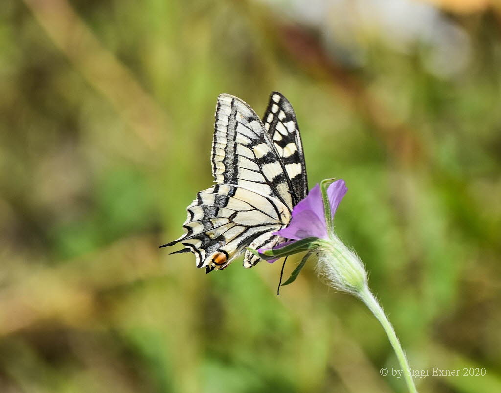 Schwalbenschwanz Papilio machaon