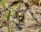 Schwalbenschwanz Papilio machaon