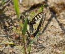 Schwalbenschwanz Papilio machaon