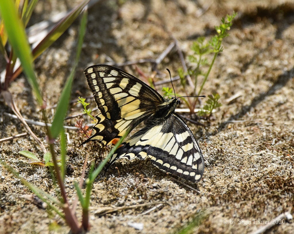 Schwalbenschwanz Papilio machaon