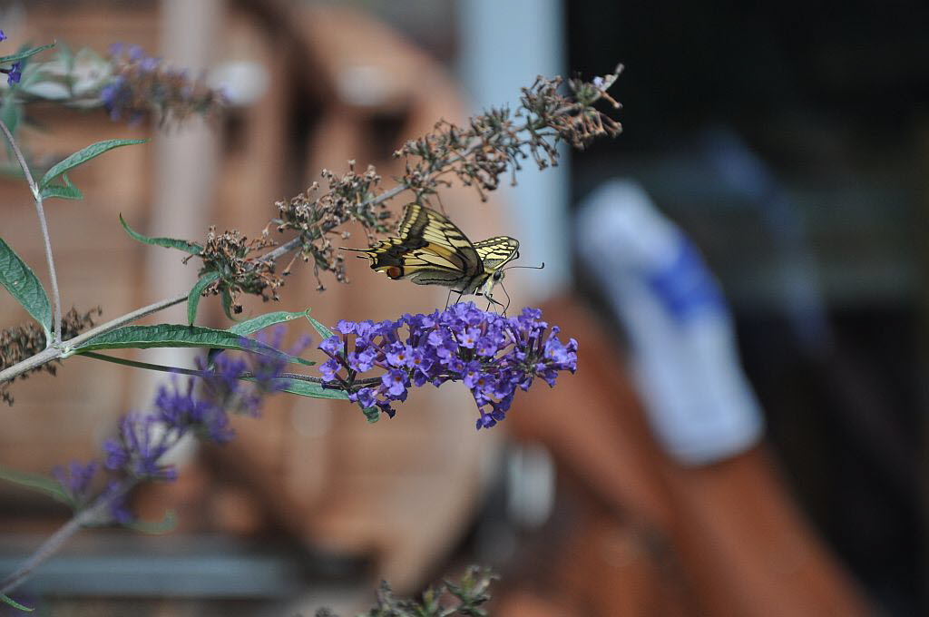 Schwalbenschwanz Papilio machaon